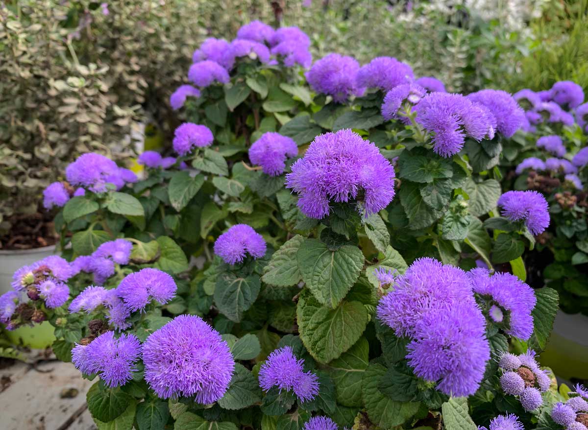 Agered, flower beds.