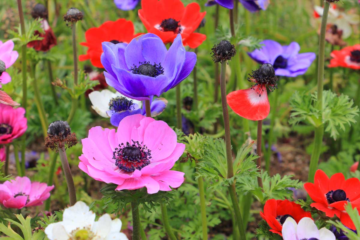 Anemones
