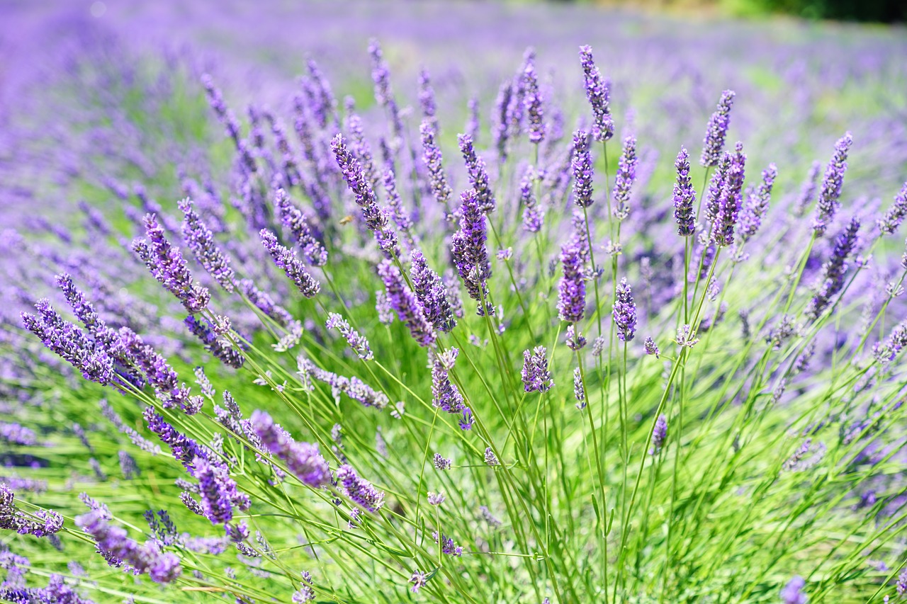 Get rid of ants in the garden - natural ways without chemistry. Lavender