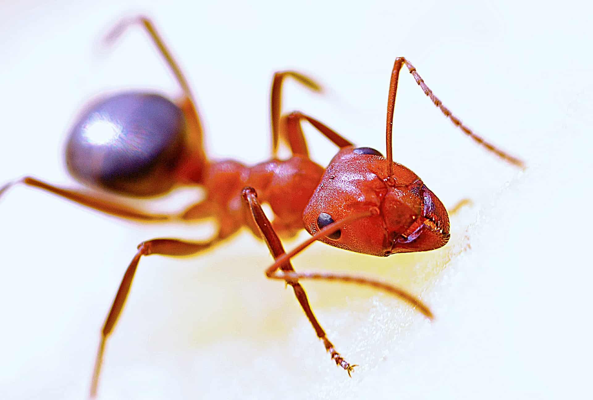 Get rid of ants in the garden without chemistry: That's what they hate!