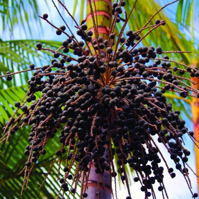 Ufac research can revolutionize the production of açaí state; understand