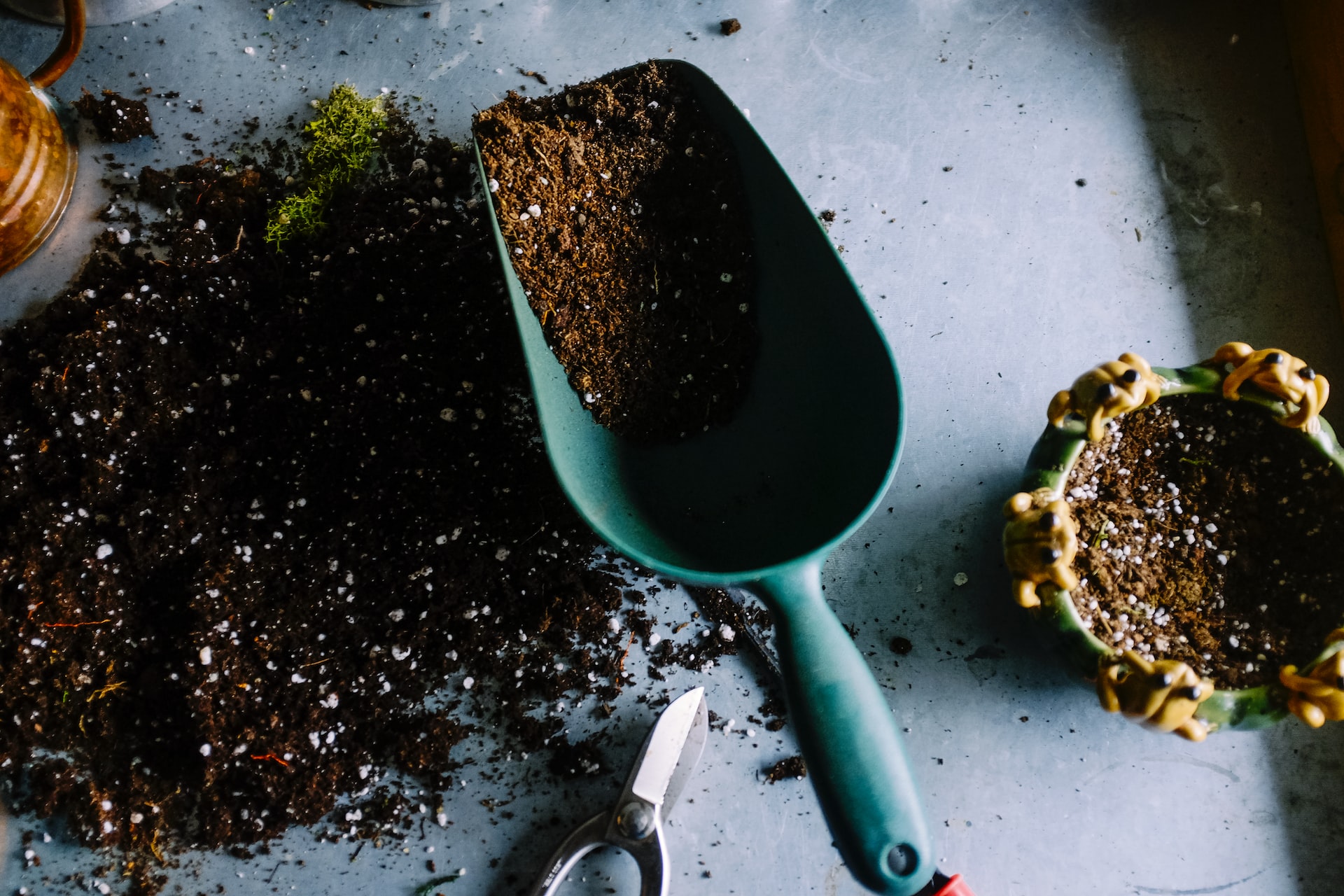 Never plant peppers or tomatoes without this remedy: it makes the sprouts stronger!