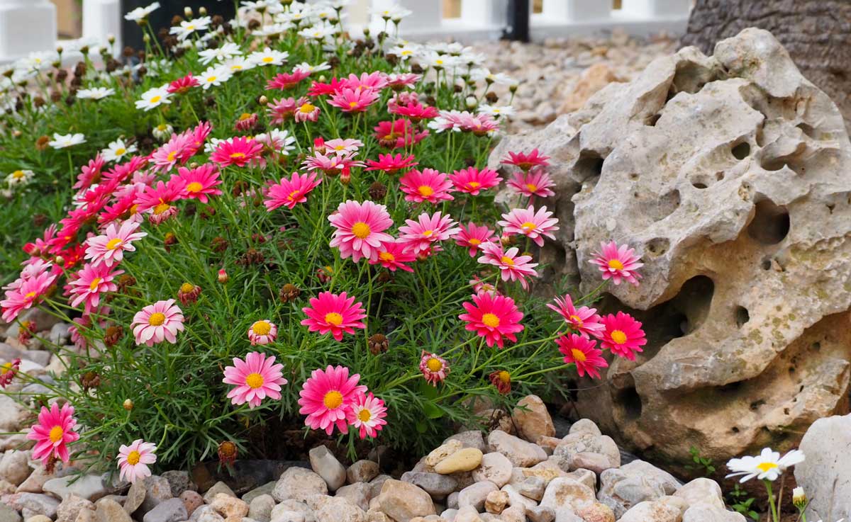 Flowerbed with beautiful mountain stones and pink flowers.