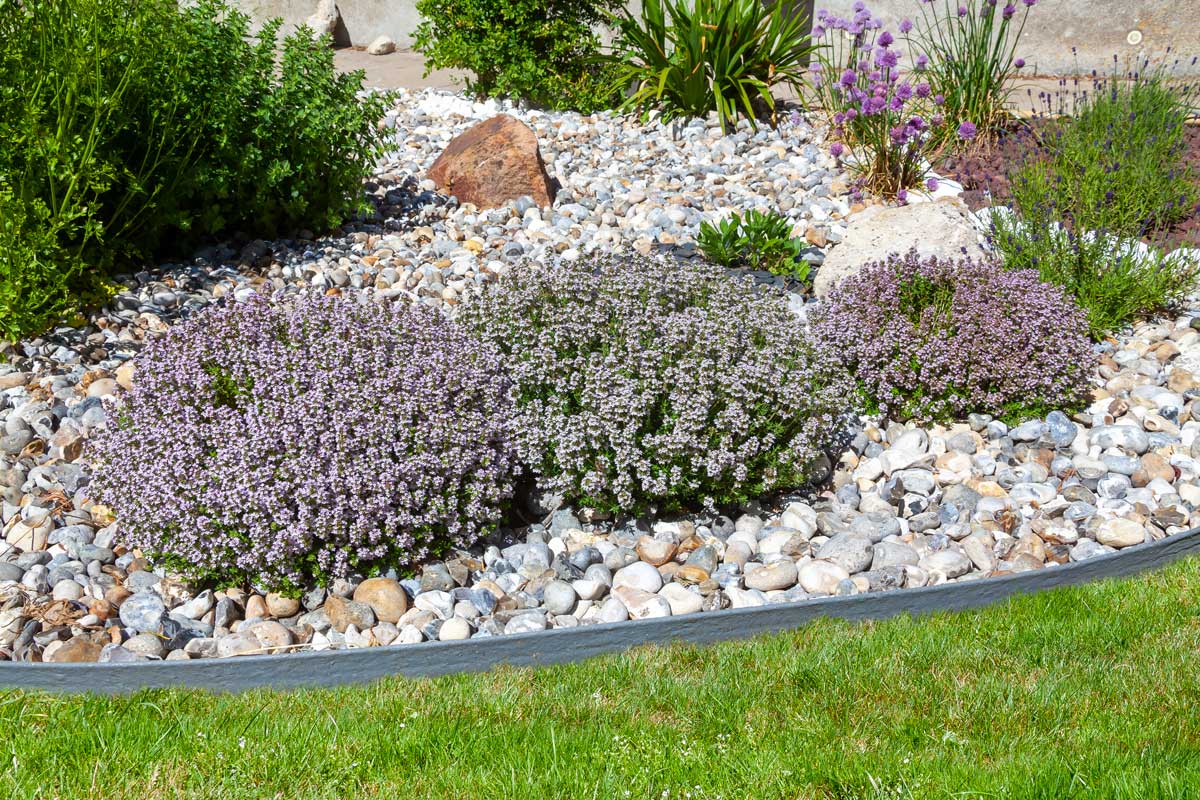 flowerbed full of pebbles and lavender