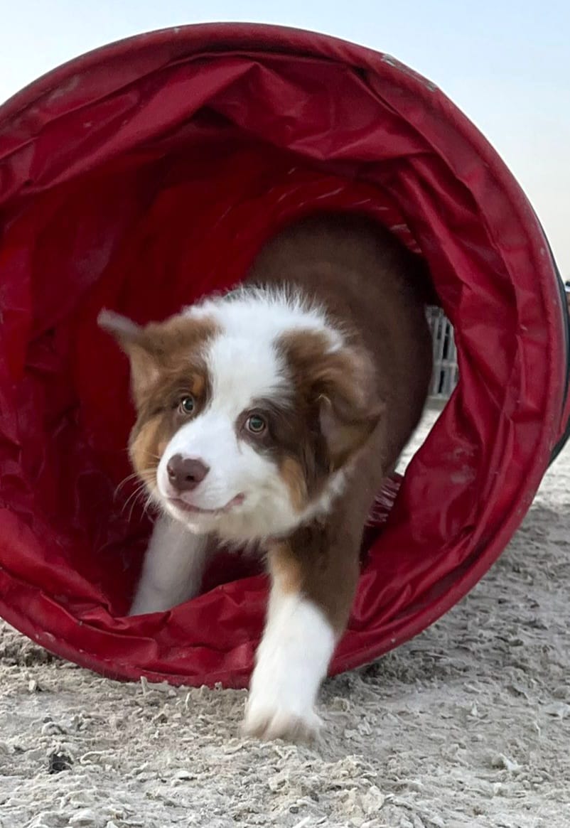 New refuge for dogs in Baixo Alentejo promises excellent accommodation and training