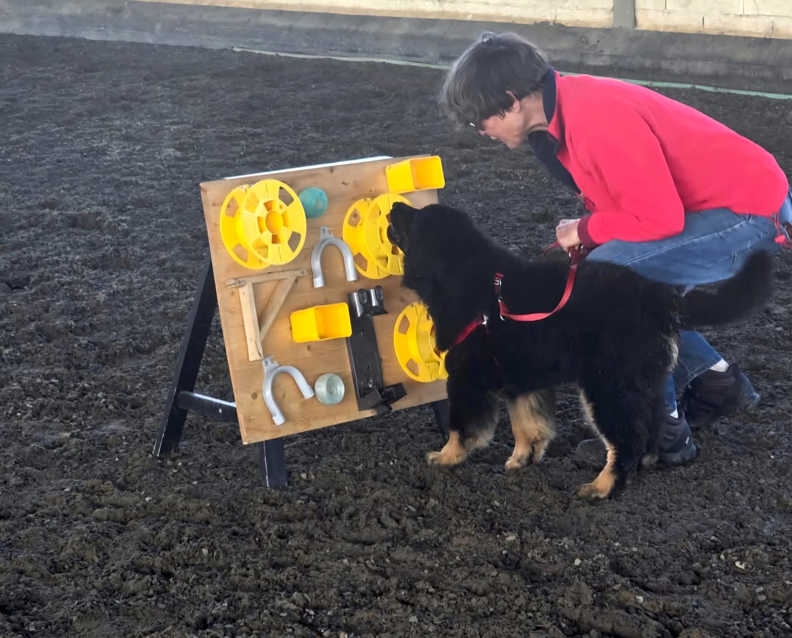 New refuge for dogs in Baixo Alentejo promises excellent accommodation and training