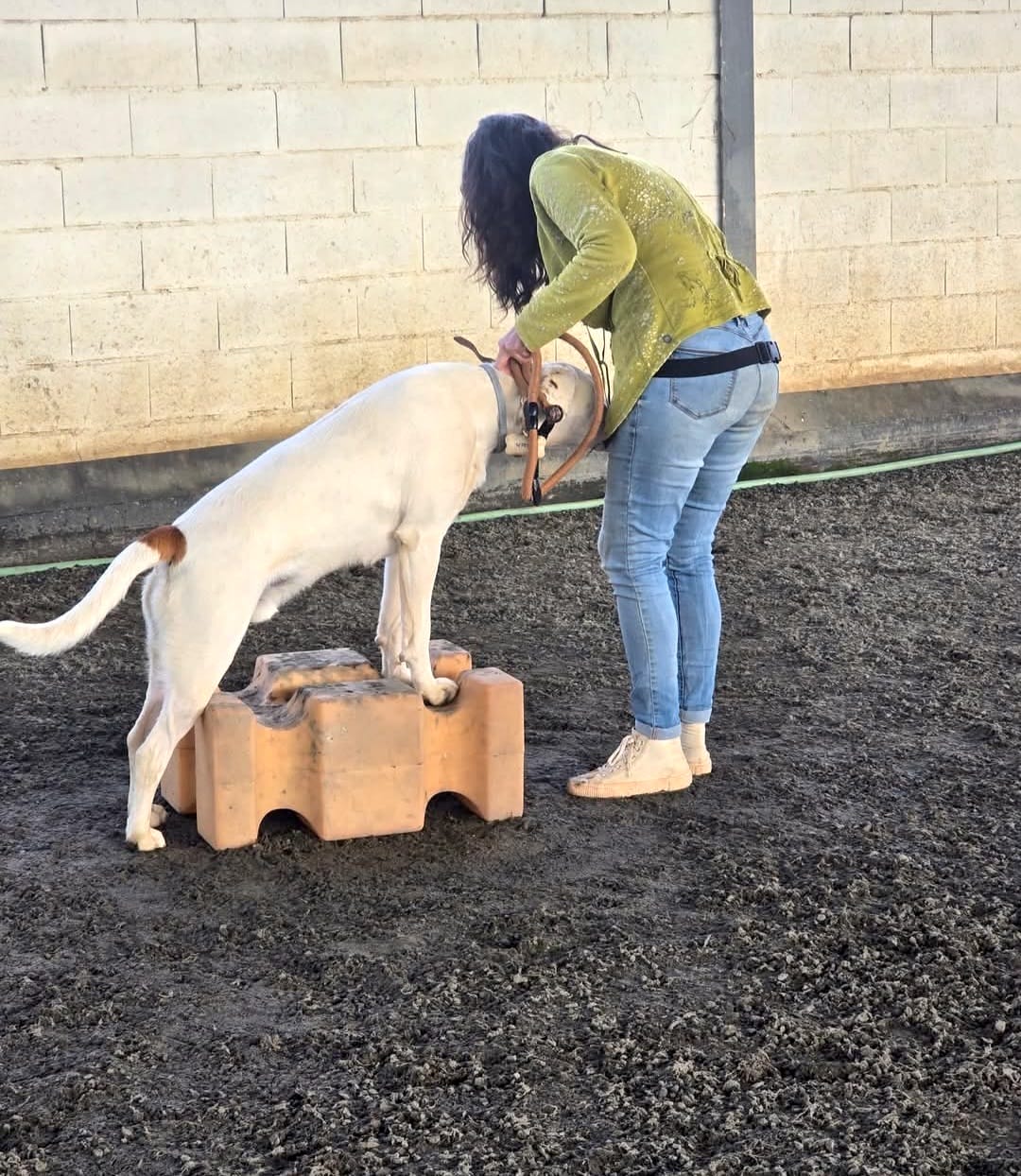 New refuge for dogs in Baixo Alentejo promises excellent accommodation and training