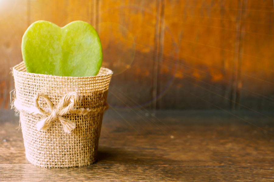 Beautiful jute jar with a heart -shaped cactus, very glamorous.