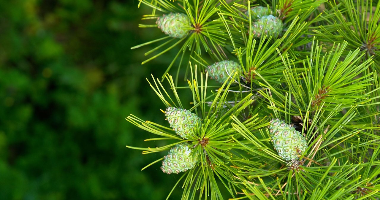 Few people know that they are edible. Meanwhile, it's a vitamin bomb and it's free