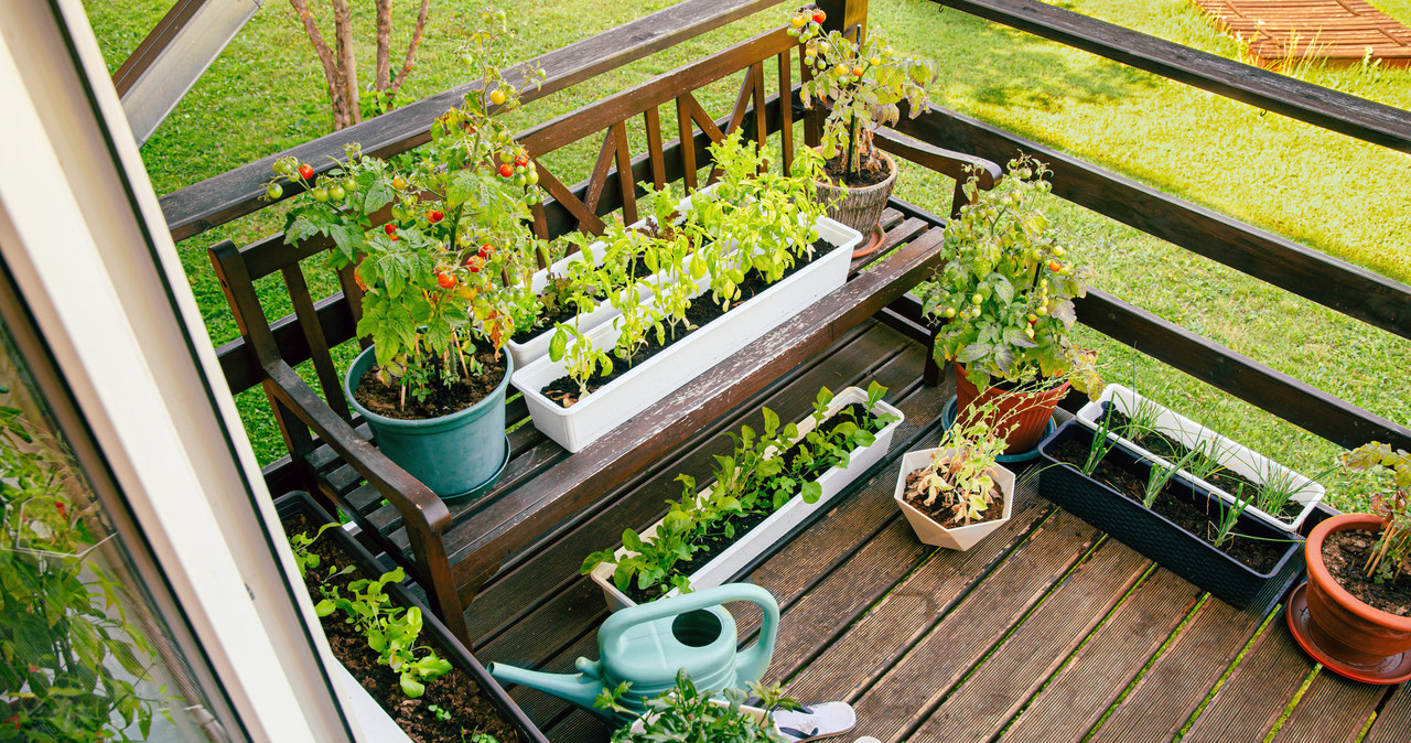 Some blueberries can be grown on the balcony