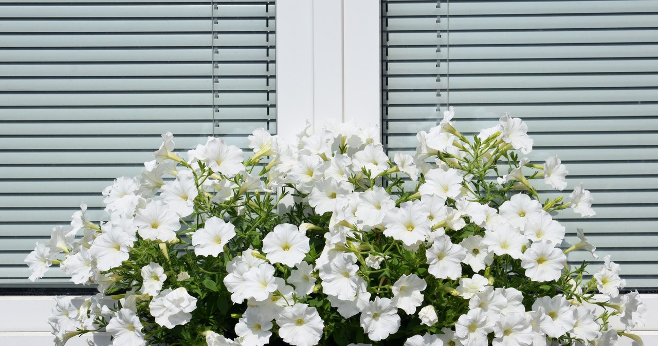 Surfinu is worth watering with a beetroot conditioner /123RF /PICSEL