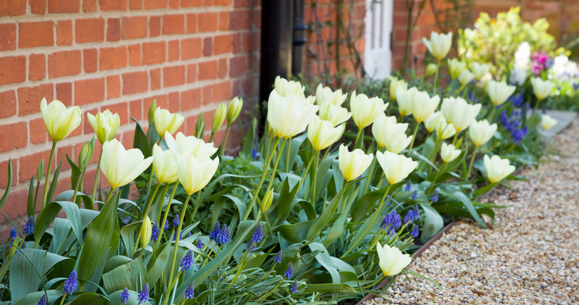 By digging the bulbs, tulips will also be able to flourish next year /123RF /PICSEL