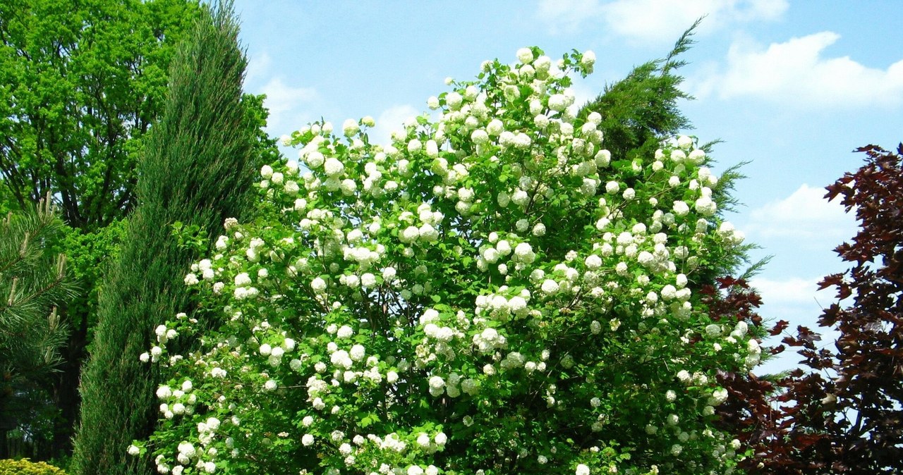 Some varieties of Kalina reach up to 2-3 m in height, delighting with their large inflorescences. /East News