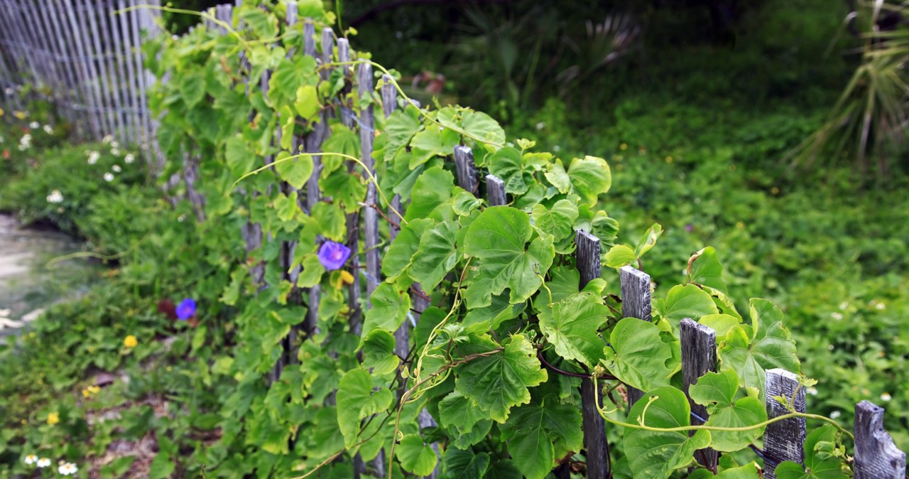 Do you want to plant ivy on the fence? Check if a neighbor may disagree