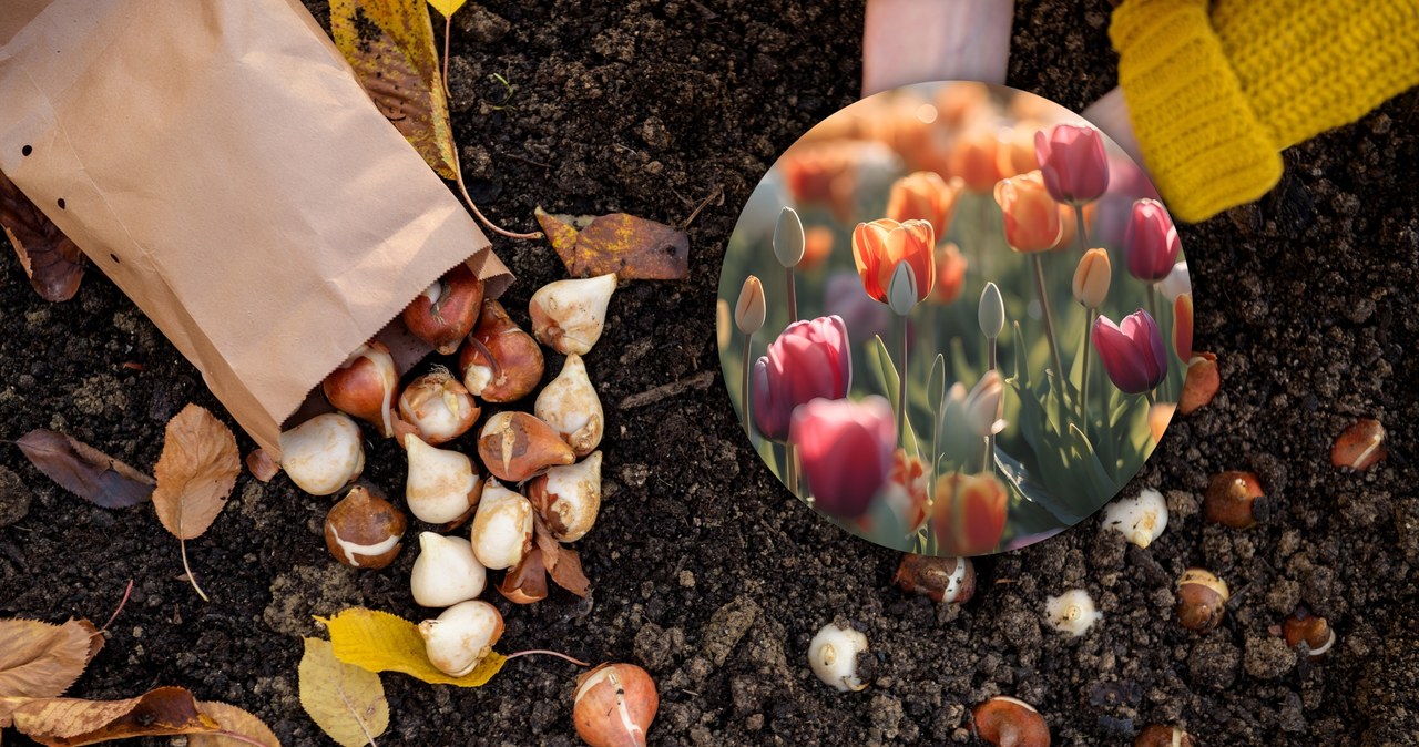 Tulips do not want to grow and have discoloration? Check how to overcome this problem