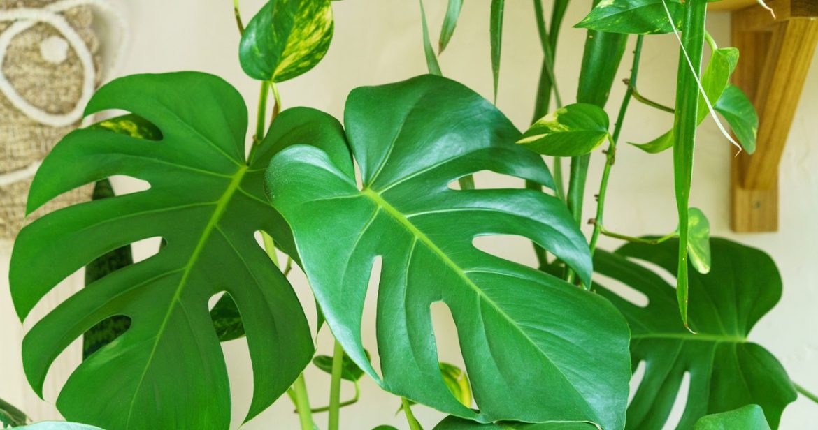 Prepare this fertilizer for Monstera. 2 ingredients are enough and the leaves will be even greater                
