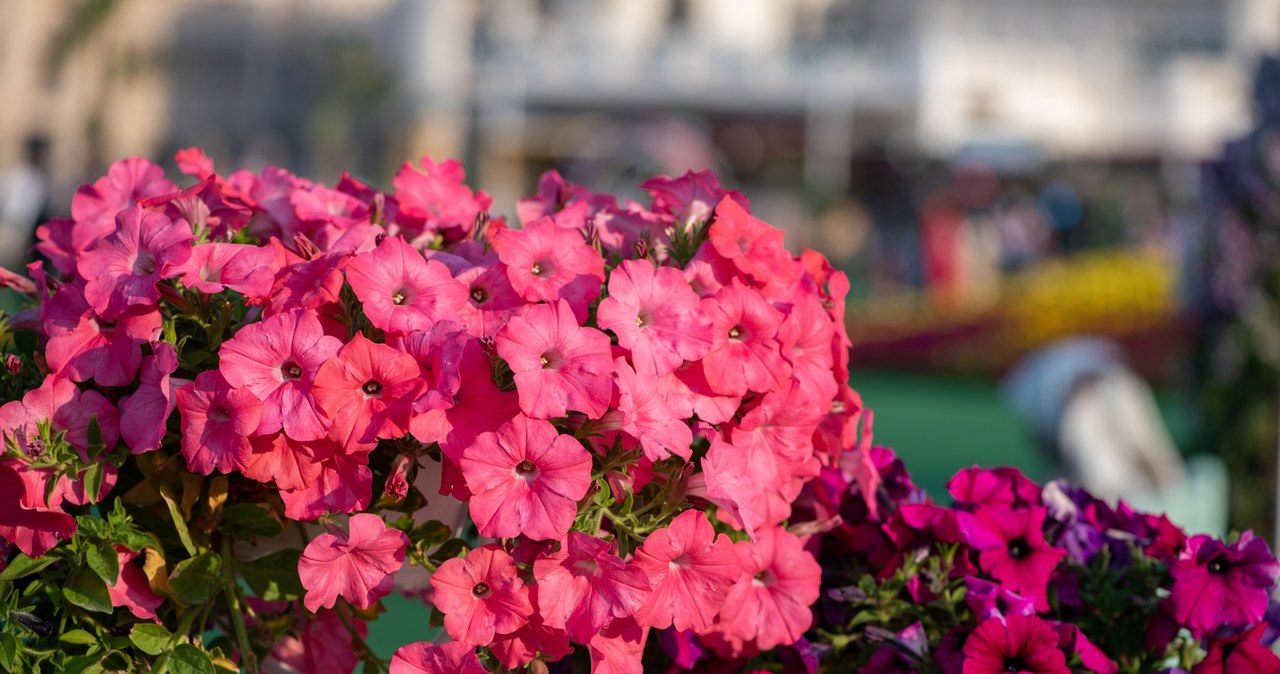 My grandmother waters surfin. There are no equally beautiful in the area