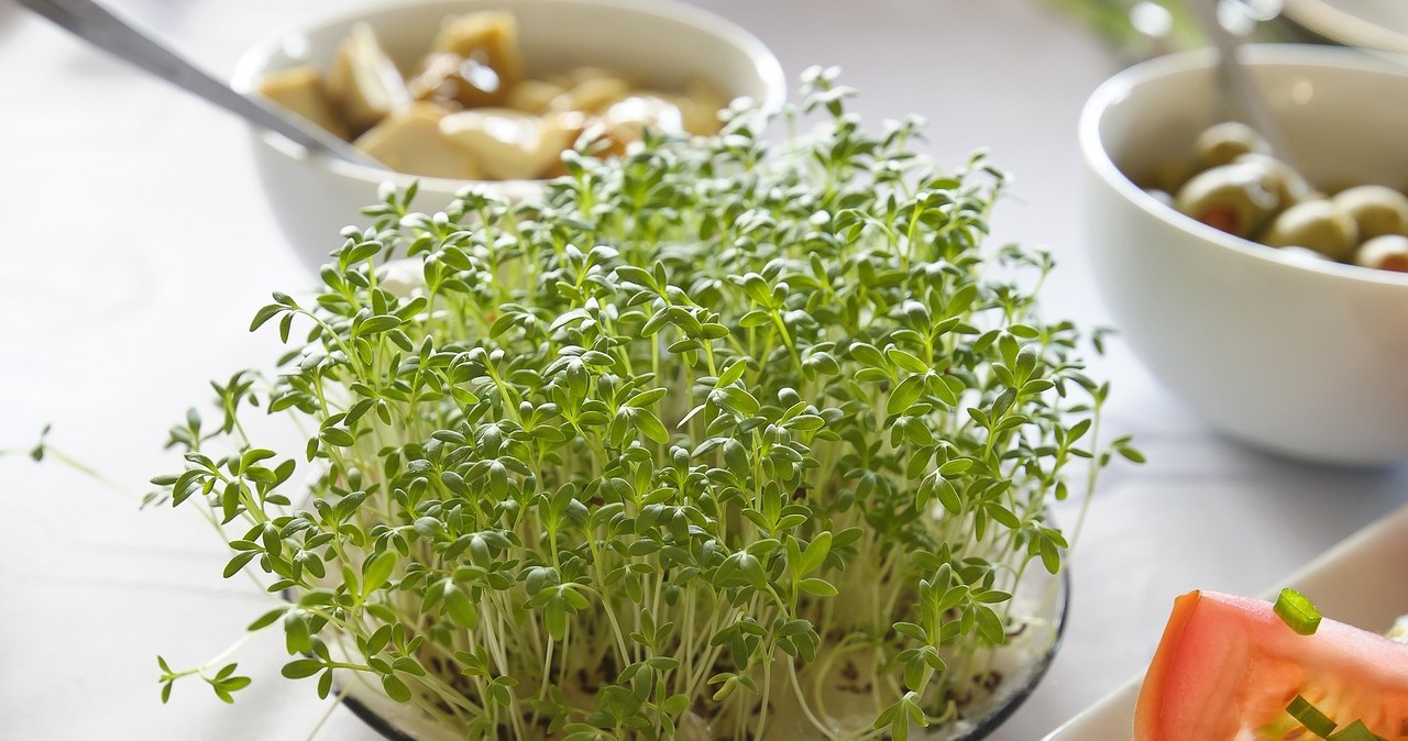 Many consider her to decorate the holiday table. Few people know that it helps to burn sides and rejuvenates