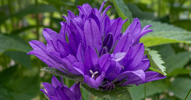 Place this plant and will bloom for years. Will turn the garden into a purple grove