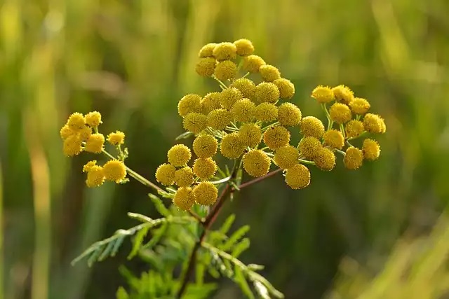 A plant whose ticks hate! If you plant it in the garden, it will effectively discourage them