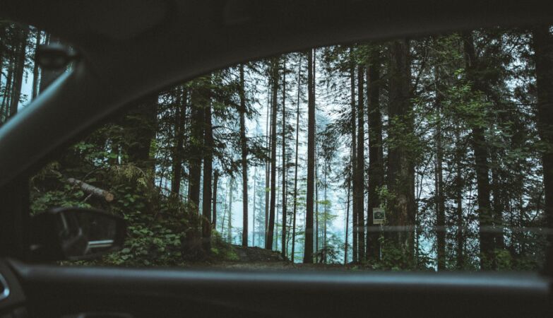 Forest panoramic from car window.