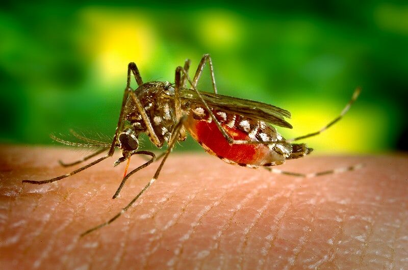 It is more difficult to treat malaria. Resistance to the drug is more complex than thought