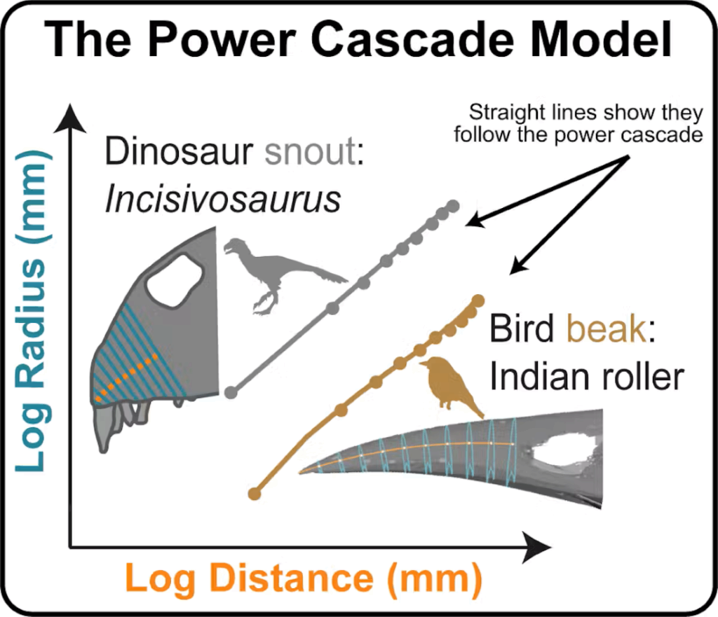 A secret mathematical rule influences the shape of bird nozzles 200 million years ago