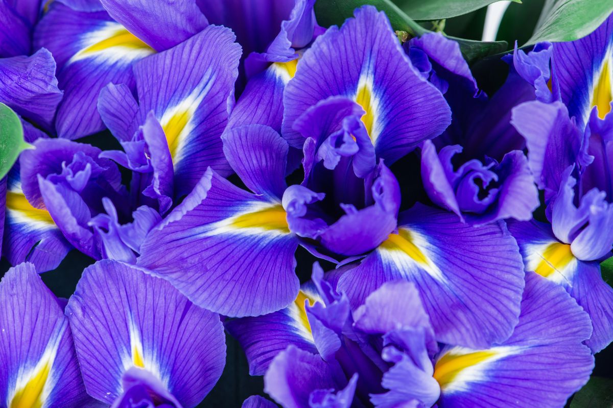 Iris in glass