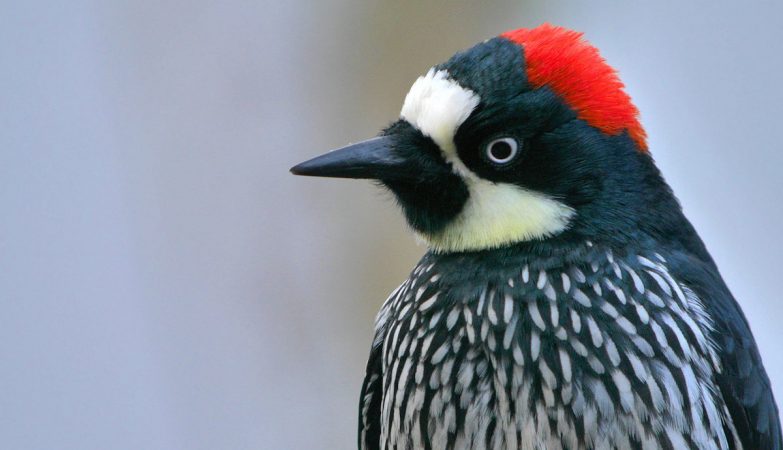 A secret mathematical rule influences the shape of bird nozzles 200 million years ago