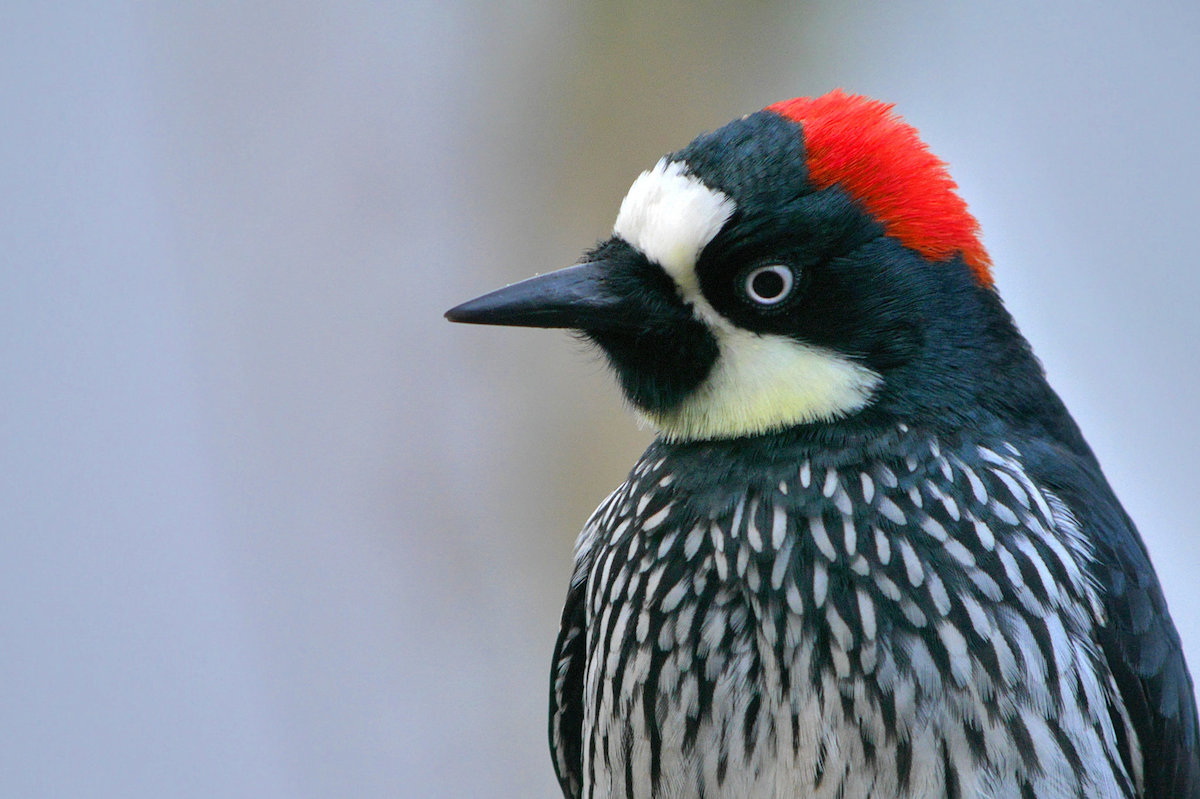 A secret mathematical rule influences the shape of bird nozzles 200 million years ago