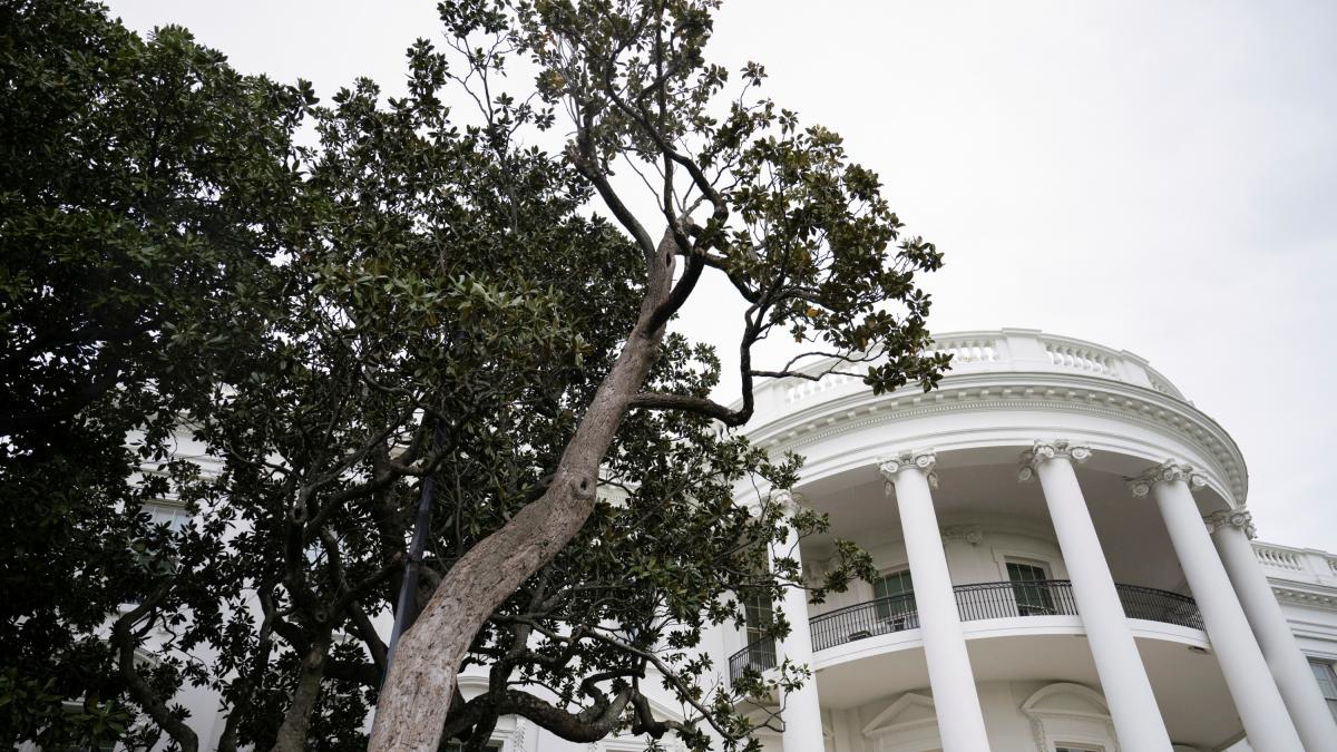 Arboricide: Trump Tala one of the oldest magnolios in the White House and plant the "Maganolia"