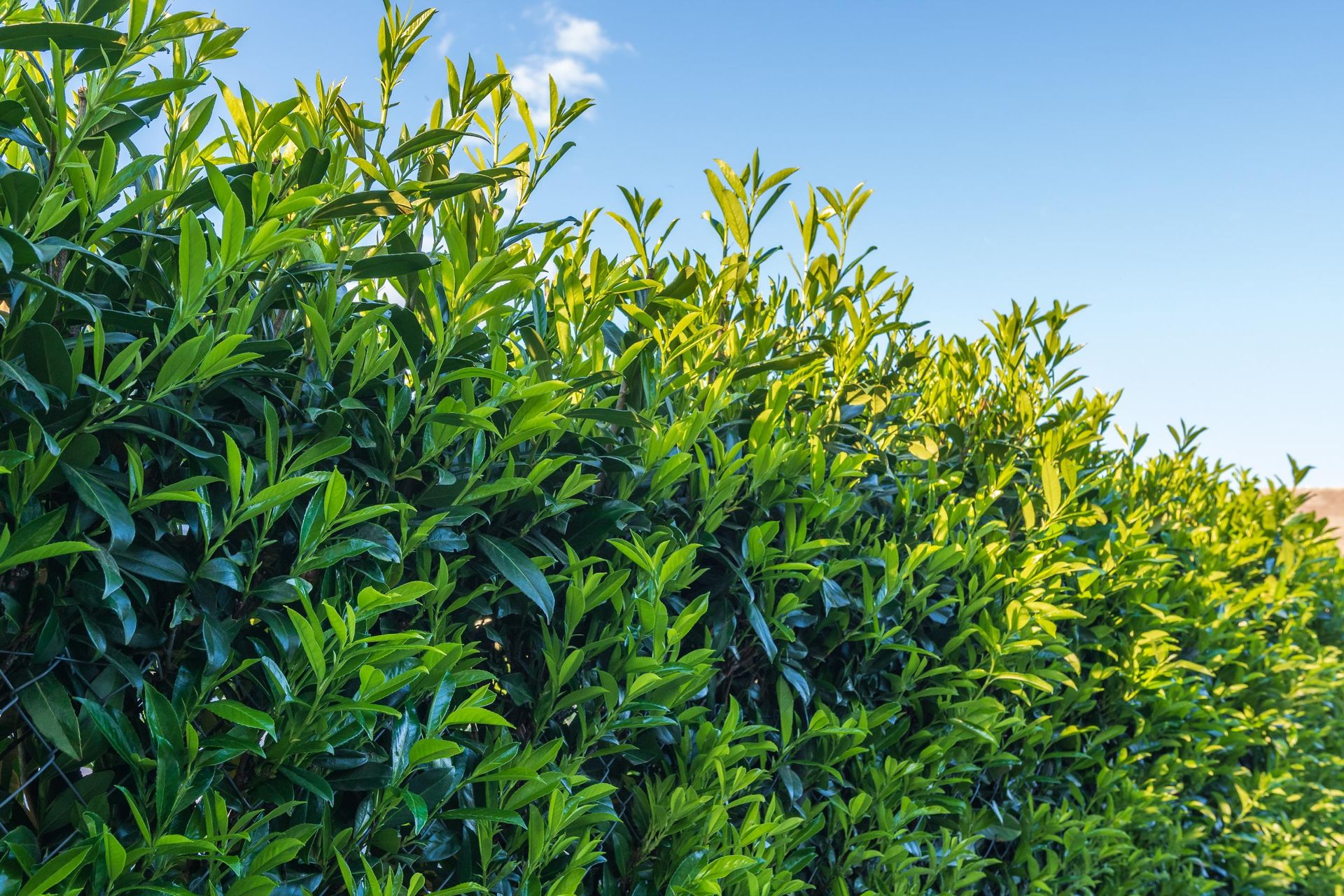 Spread around the laurels so that it grows beautifully. It will be thick as from a gardening magazine. Natural fertilizer for laurel