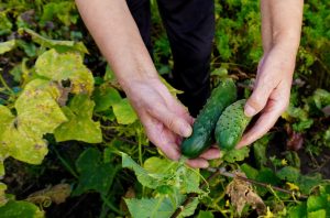 I mix with water and water the cucumbers cuttings with it. New shoots will appear quickly, and the cucumbers will not be empty. Homemade fertilizer for watering cucumbers in spring