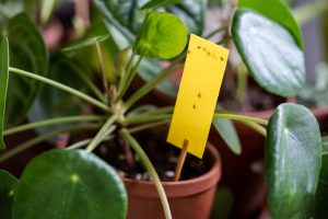 Zakop in flower pots to get rid of the earth for good. Small flies and their larvae will become extinct, and the plants will be safe. A way to earthly