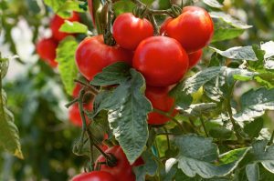 Mix these 2 cheap ingredients and water the tomato seedlings. Strengthening fertilizer to thick shoots and enhanced fruiting. Tomato conditioner for PLN 10