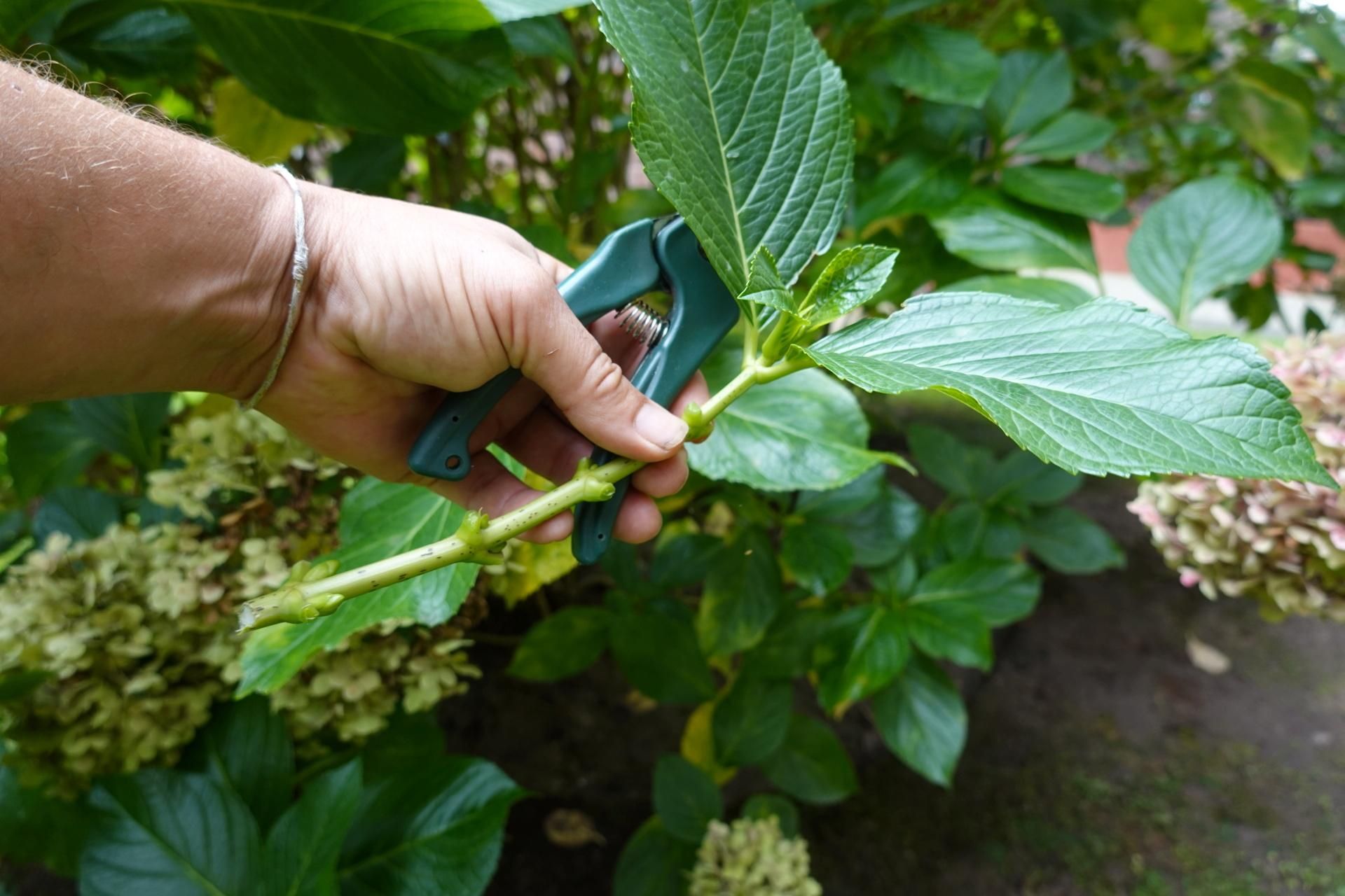 Without this, hydrangeas will not bloom! Hydrangeas at your fingertips: homemade supports and secrets of care from Japanese gardeners