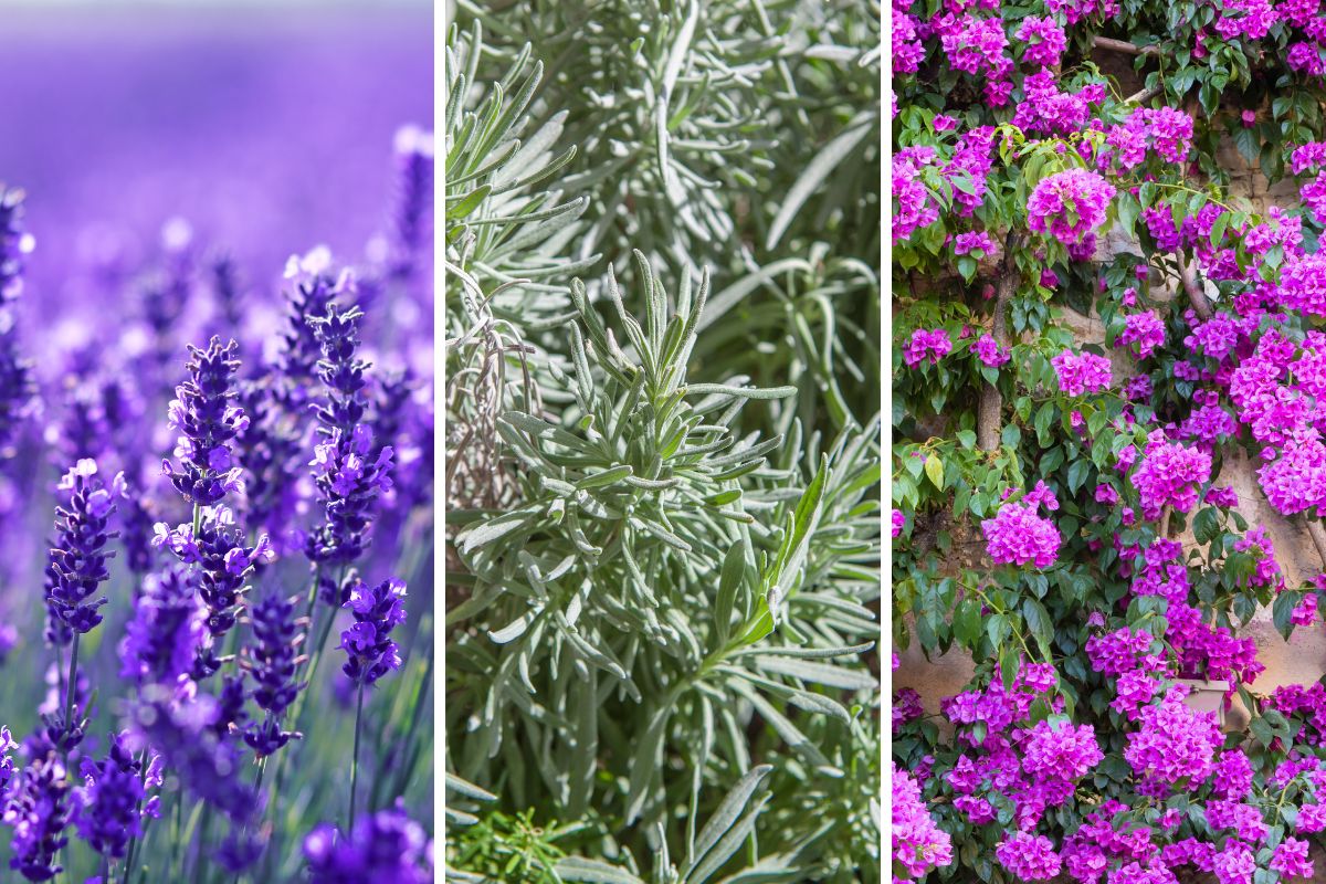 What to plant in May