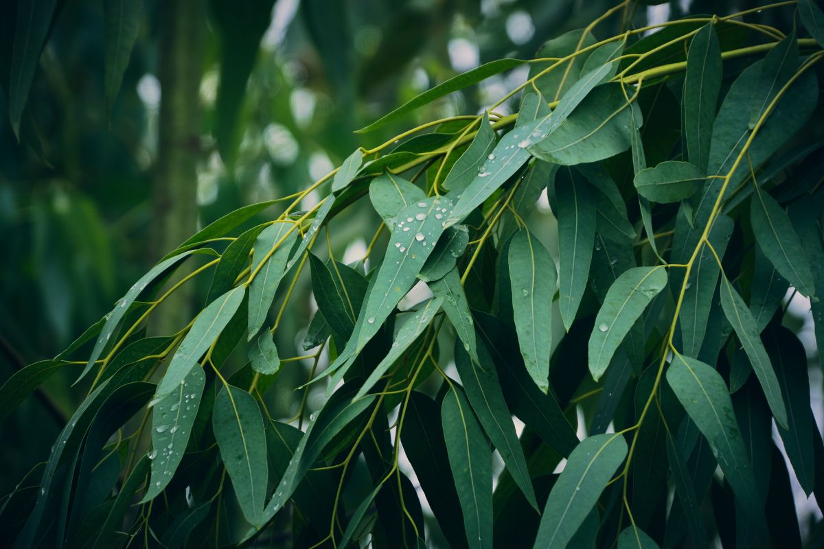 eucalyptus plant
