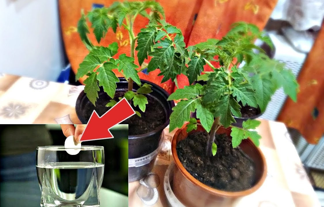 Tomato sprouts are insanely like these fertilizers: you will find them in the first aid pharmacy!