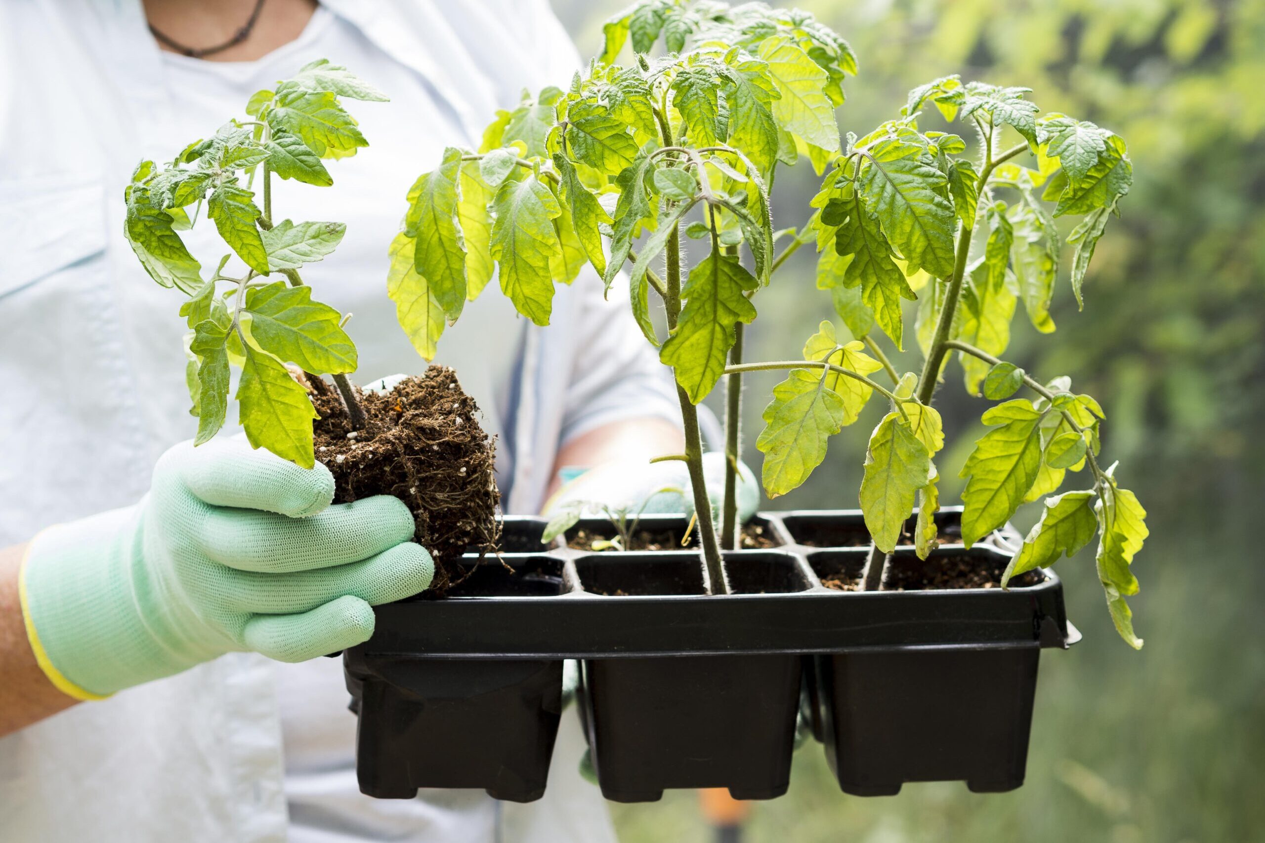 It's now: it's time to plant this fruit to save in the supermarket and flavor meals