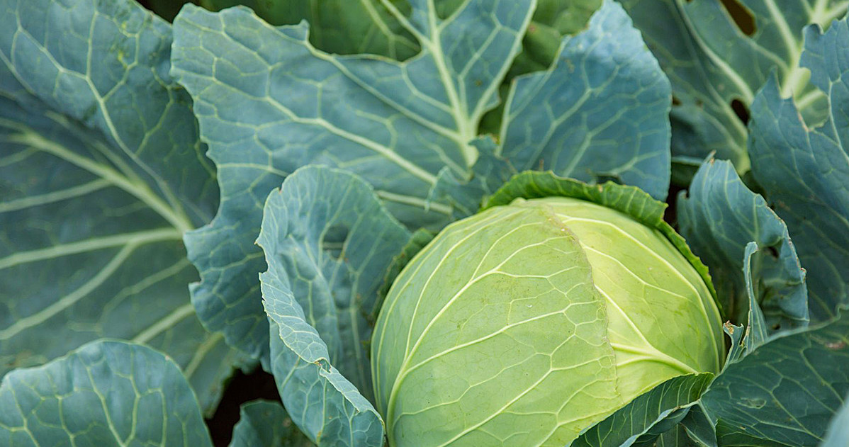 Bielinek often attacks cabbage