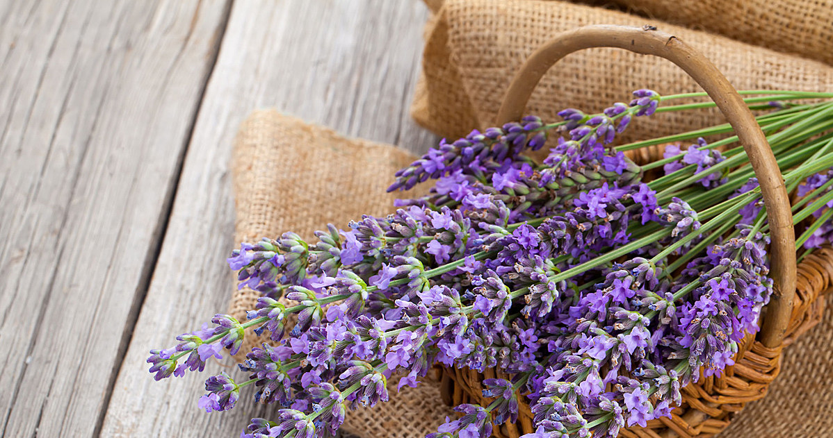 Lavender has a calming effect and makes it easier to fall asleep