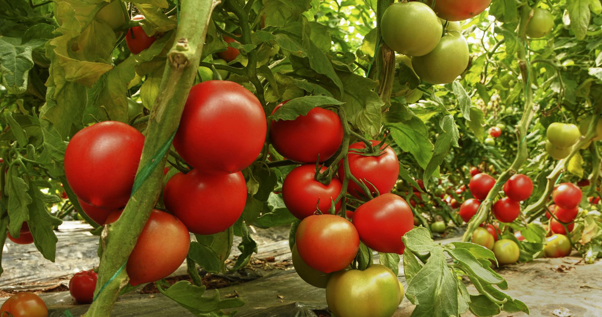 Tomatoes should be watered with rain or protruding, lukewarm water /123RF /PICSEL