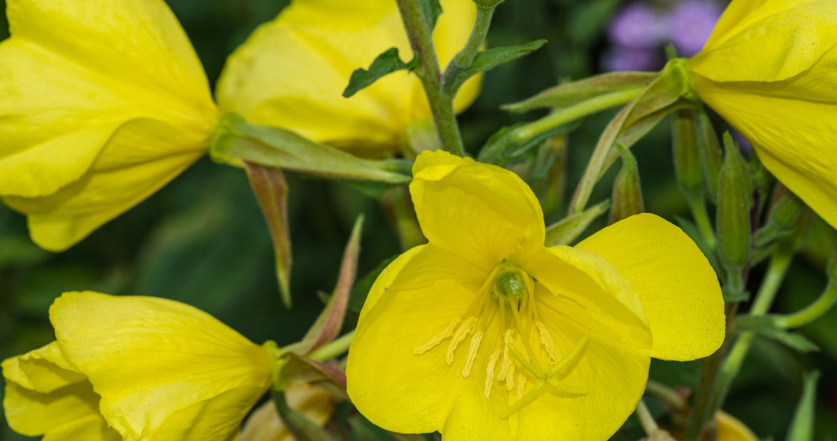 Evening primrose oil is widely used in cosmetics. This plant helps to keep a young and fresh look /123RF /PICSEL