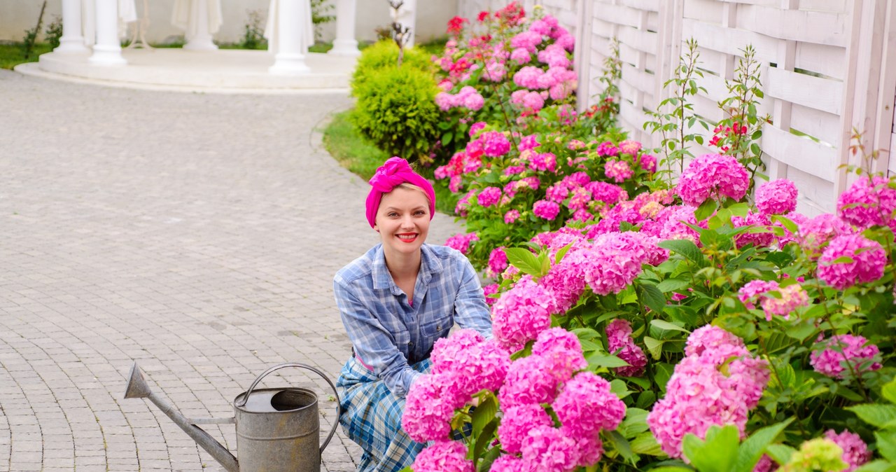 Hydrangeas are lush with a sink after applying a fertilizer made of oatmeal /123RF /PICSEL