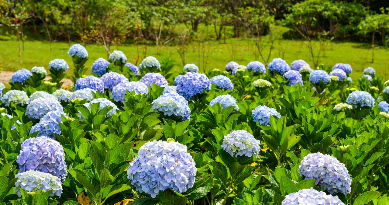 Hydrangea should not be fed with egg shell fertilizer /123RF /PICSEL