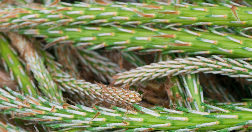 Cut pine shoots only if they have not yet created needles /123RF /PICSEL