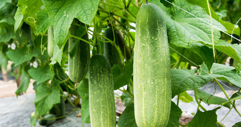The appropriate neighborhood is crucial when growing cucumbers /123RF /PICSEL
