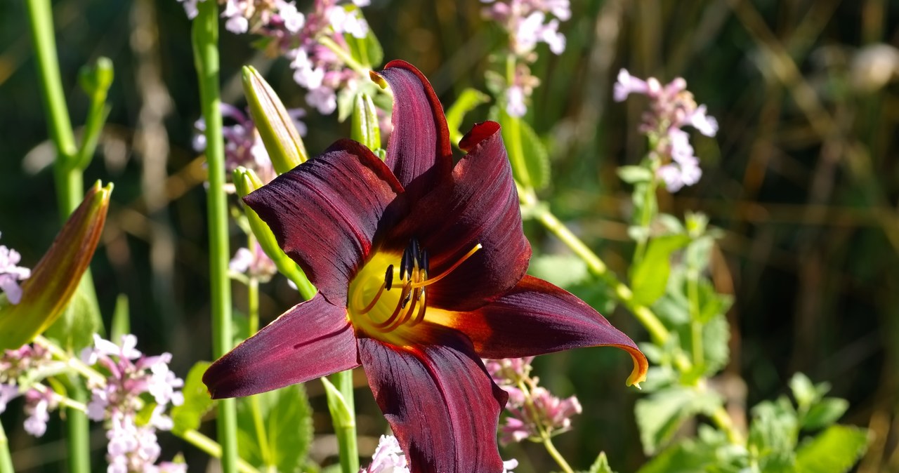 Liliaowce will bloom better if we feed them with a home fertilizer