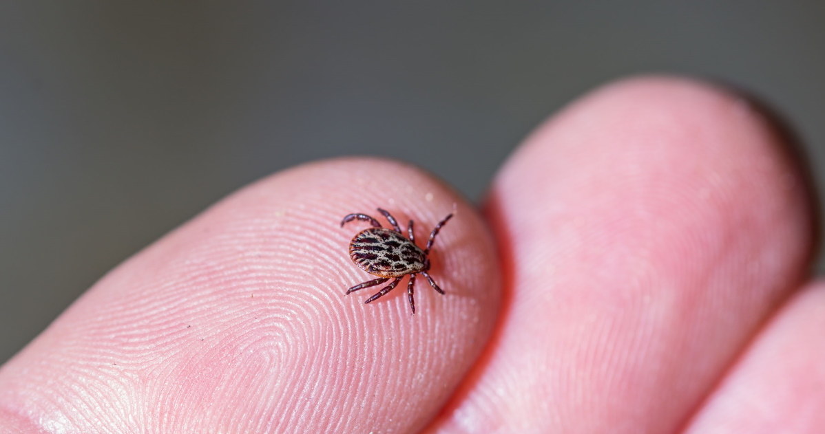 Not all ticks are carriers of Lyme disease /123RF /PICSEL
